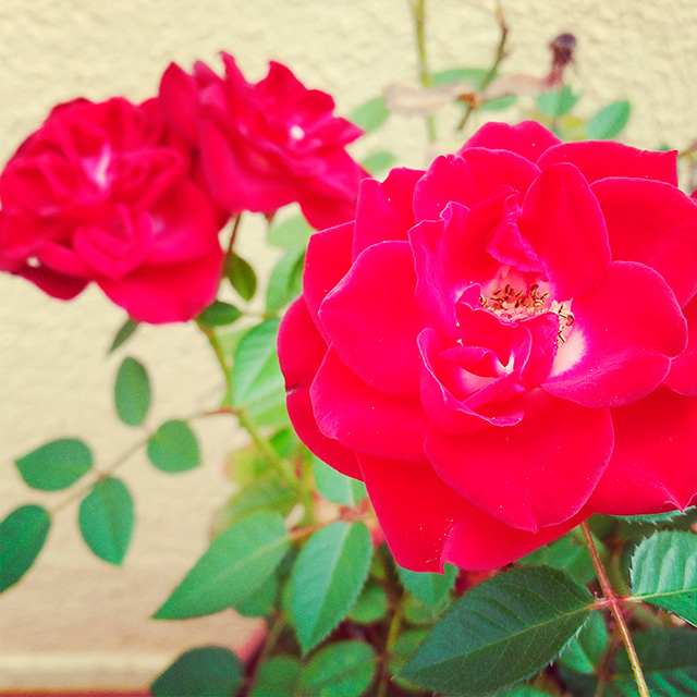yourroses